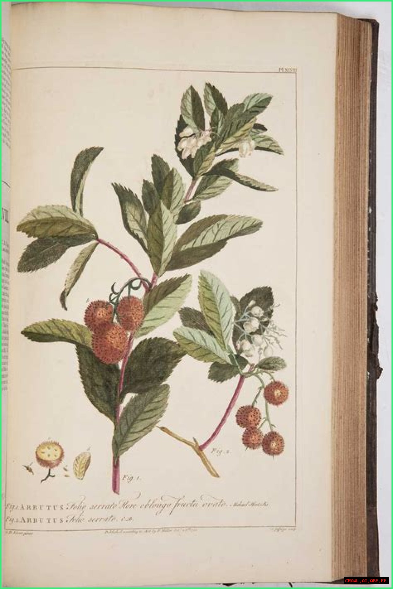 Learn About Jennie Salmon: The Renowned Scottish Botanist